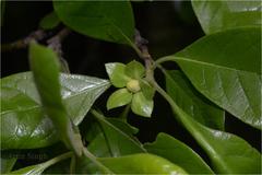 Gardenia turgida